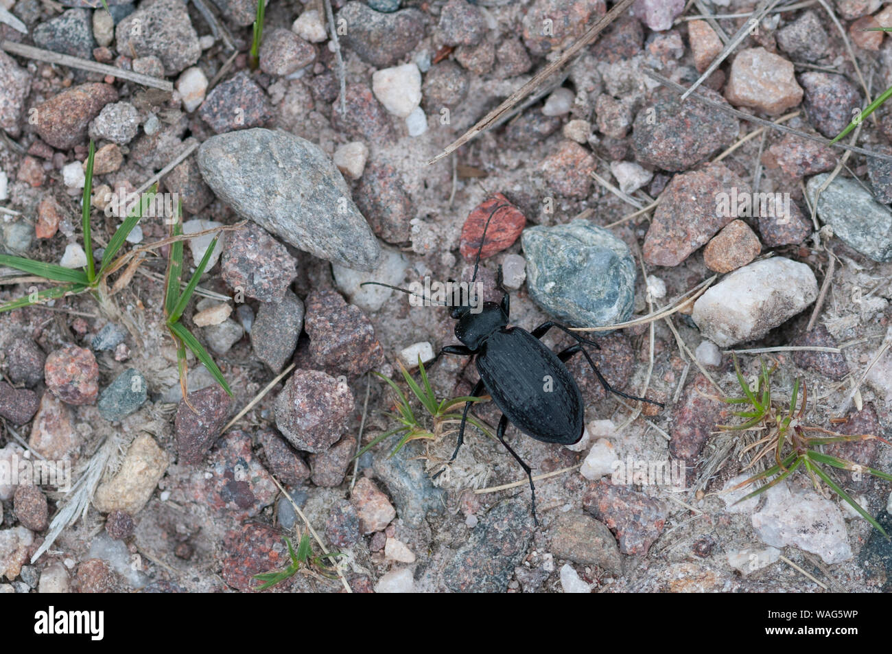 La planta escarabajo Escarabajo granulatus en un hábitat costero de Torridon. Escocia Foto de stock