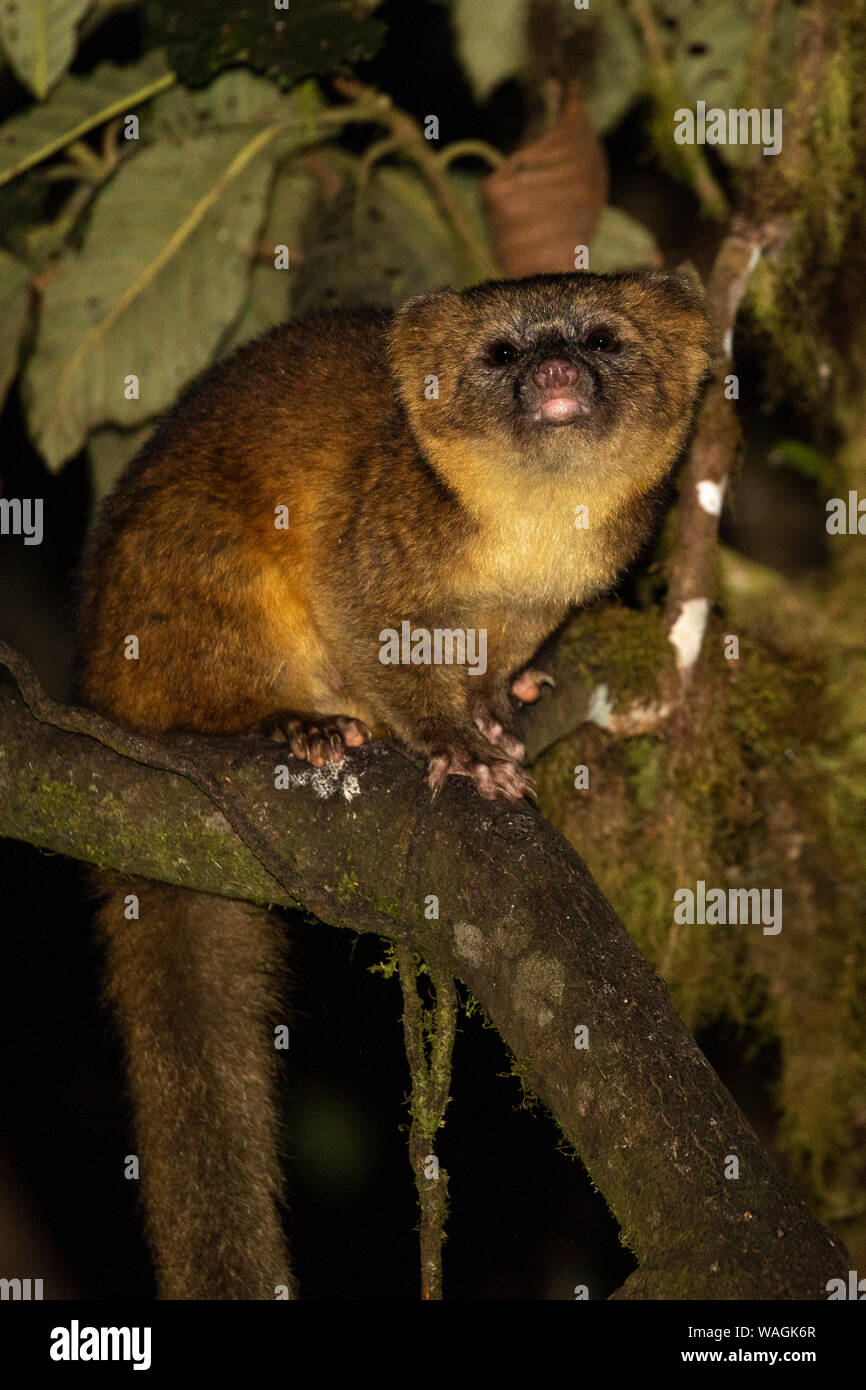 Olinguito, Bassaricyon neblina Fotografía de stock - Alamy