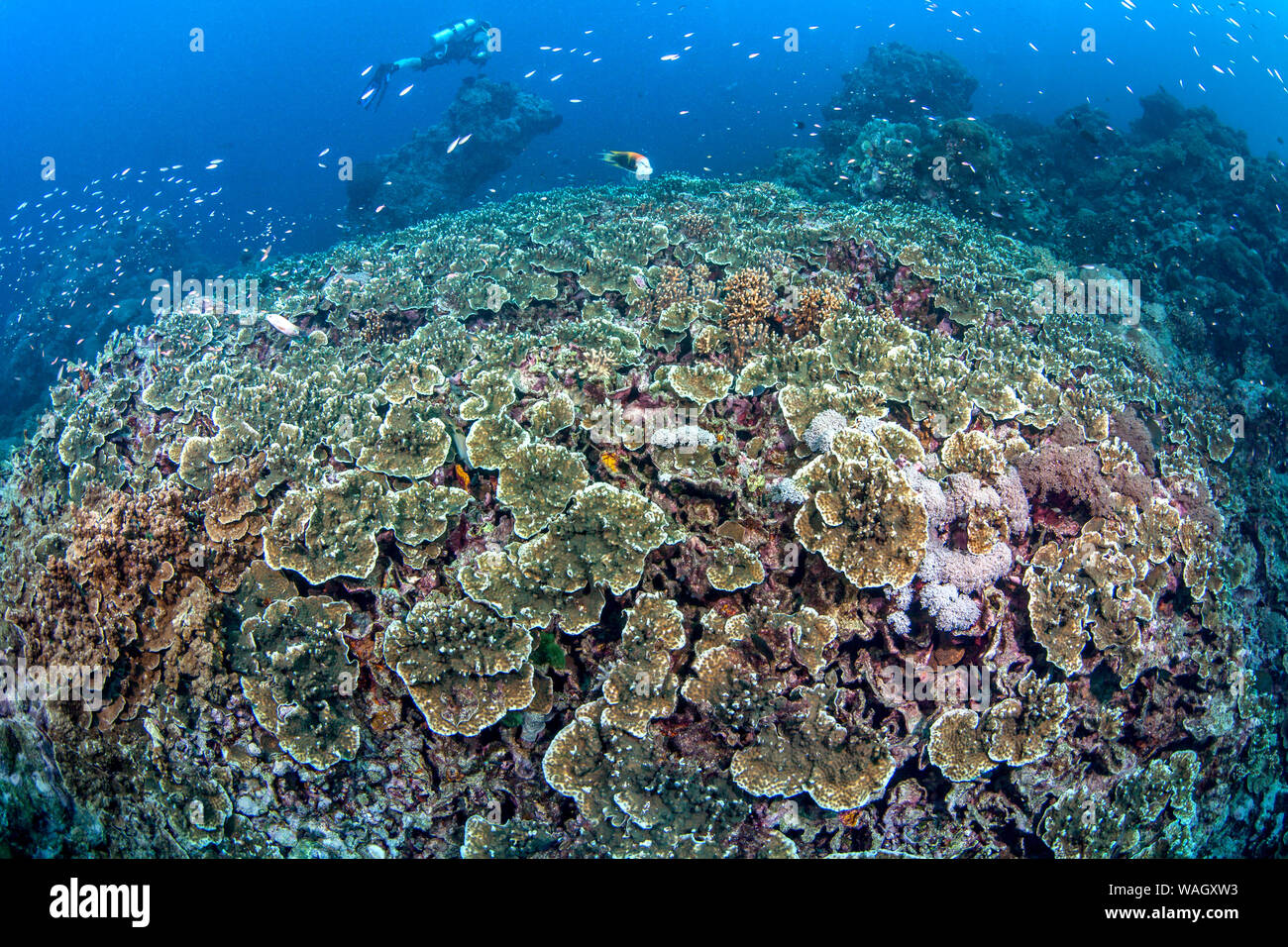 Scuba Diver explora los arrecifes de coral que rodean las islas Spratly en el Mar del Sur de China. Foto de stock