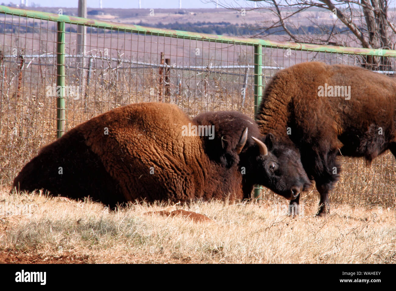 Dos bisontes en juego a finales de otoño en la Cherokee Trading Post fuera de Clinton, Oklahoma. Foto de stock