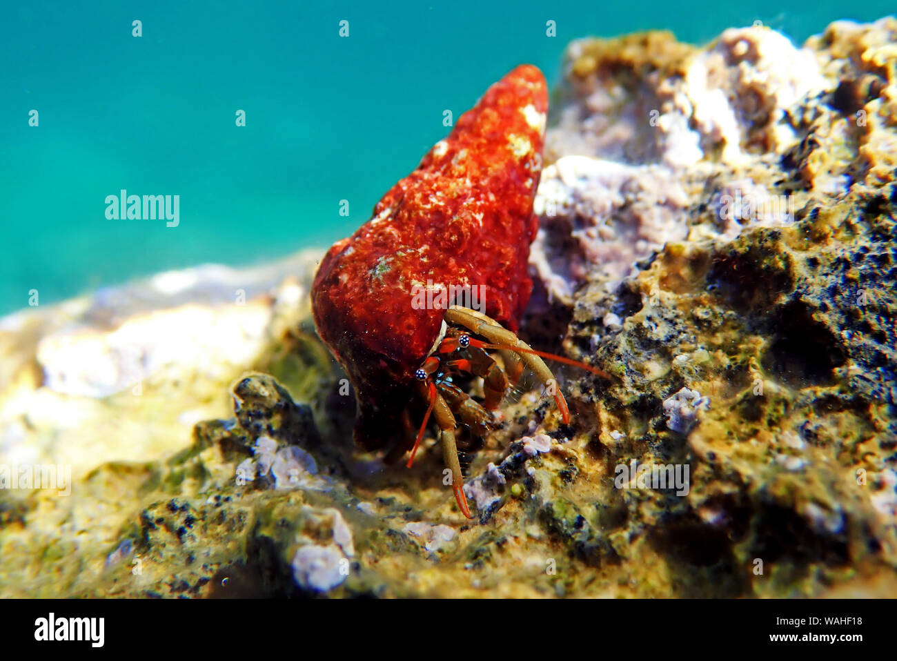 Fotografía submarina de cangrejo ermitaño Mediterráneo - Clibanarius erythropus Foto de stock
