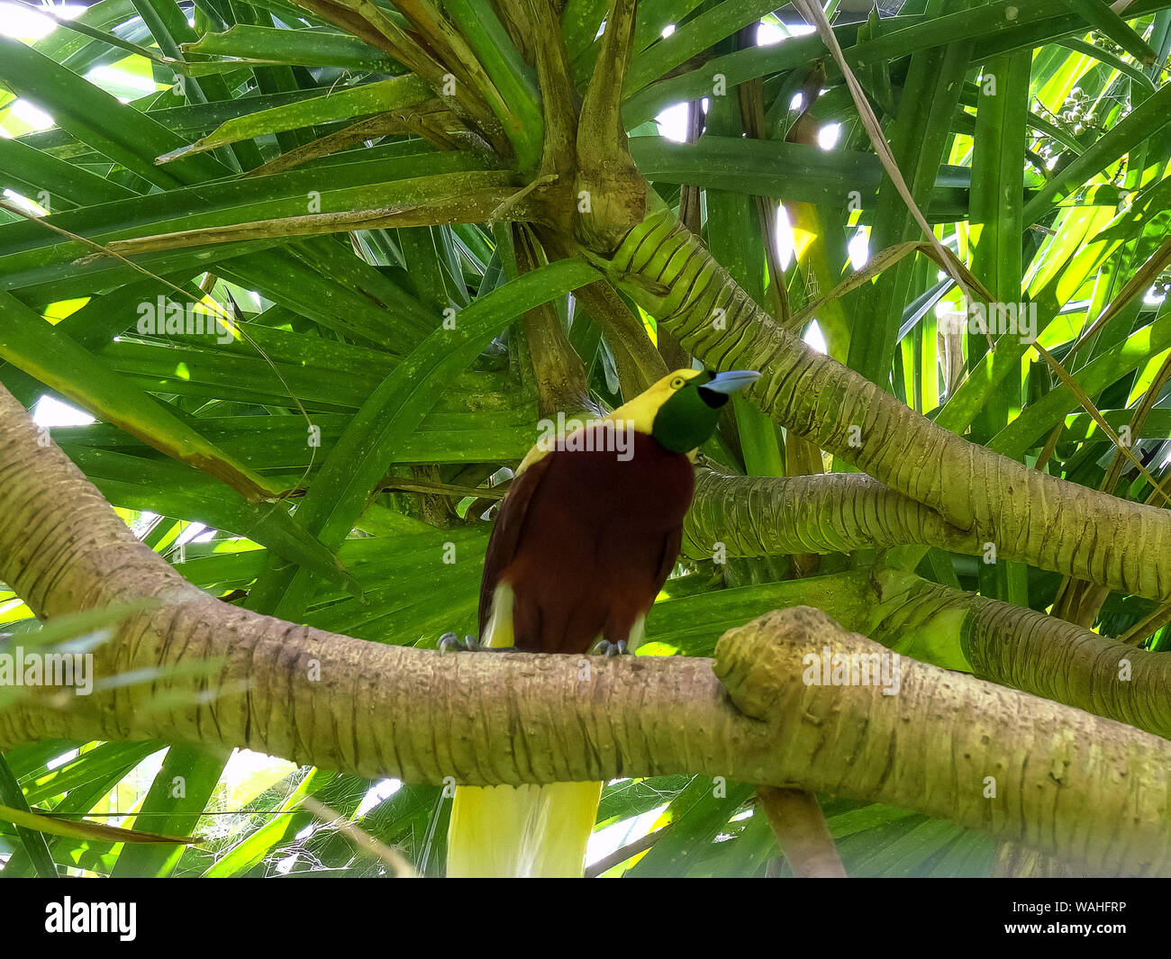 Mayor ave del paraiso en arbol fotografías e imágenes de alta resolución -  Alamy