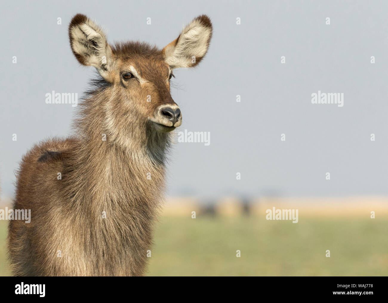 África, Botswana, el Parque Nacional Chobe. Antelope común cerca. Crédito: Wendy Kaveney Jaynes / Galería / DanitaDelimont.com Foto de stock