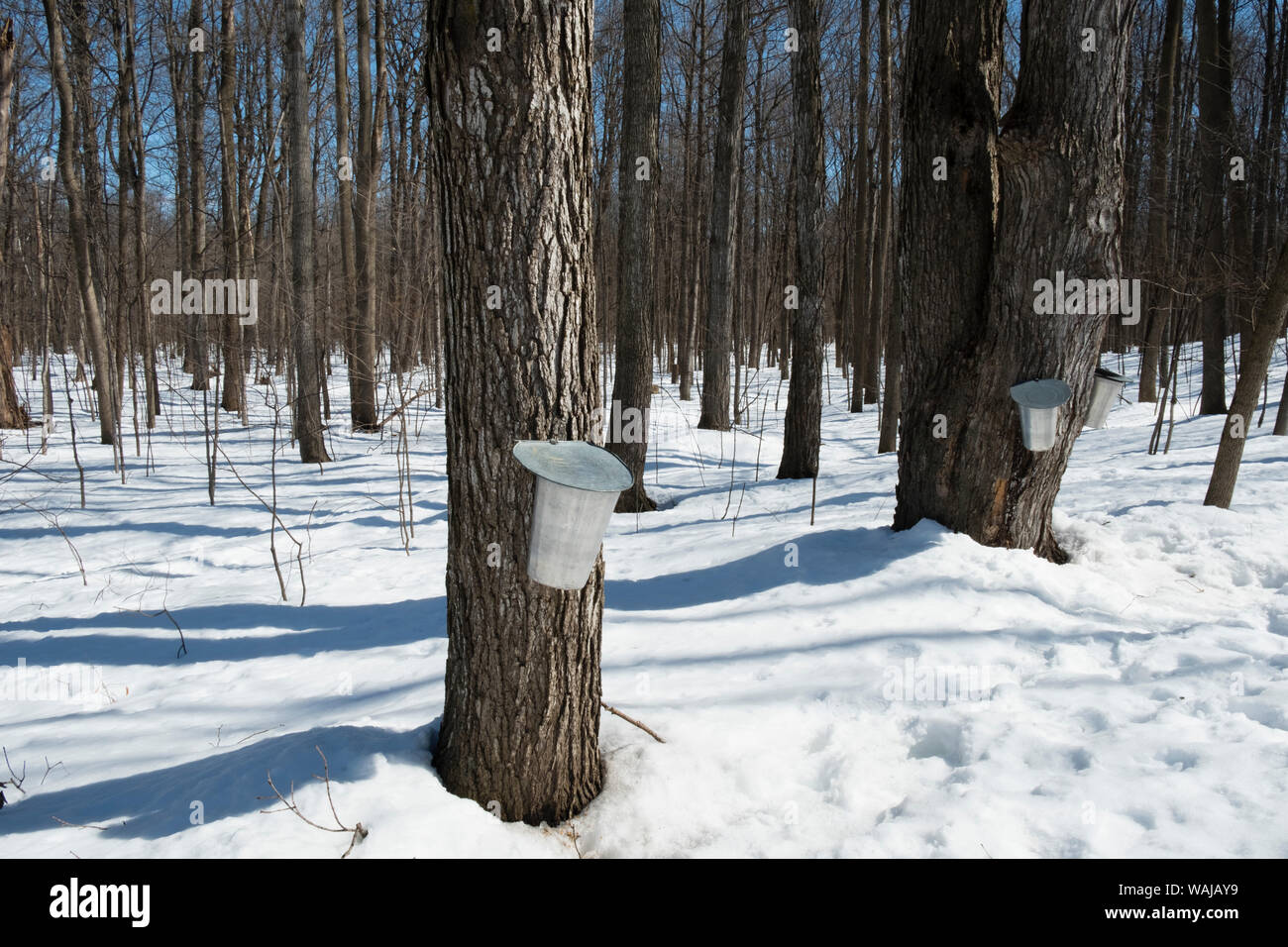 Bosque con árboles con cubos de azúcar de arce colección de SAP, Morgan Arboretum en la isla de Montreal, Quebec, Canadá Foto de stock