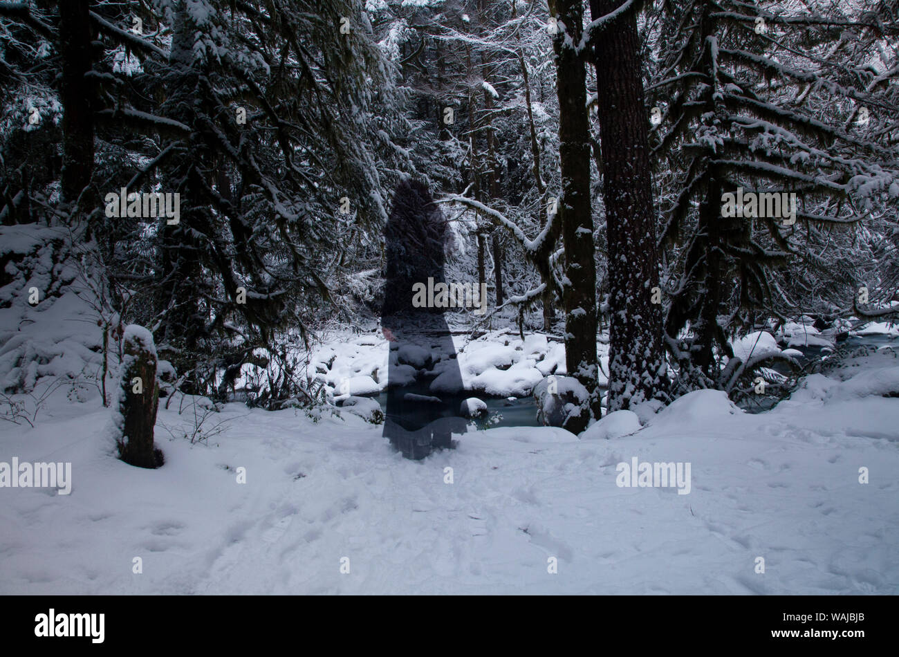 Figura fantasmal en el bosque nevado en Squamish, British Columbia, Canadá Foto de stock
