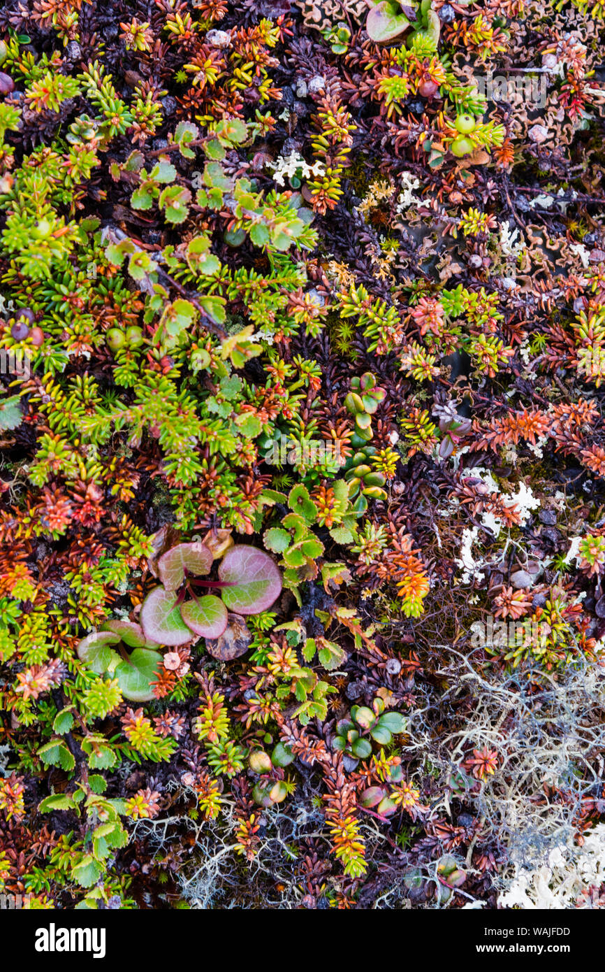 Groenlandia. Qeqertaq. Abedul enano, líquenes y flores grandes wintergreen. Foto de stock