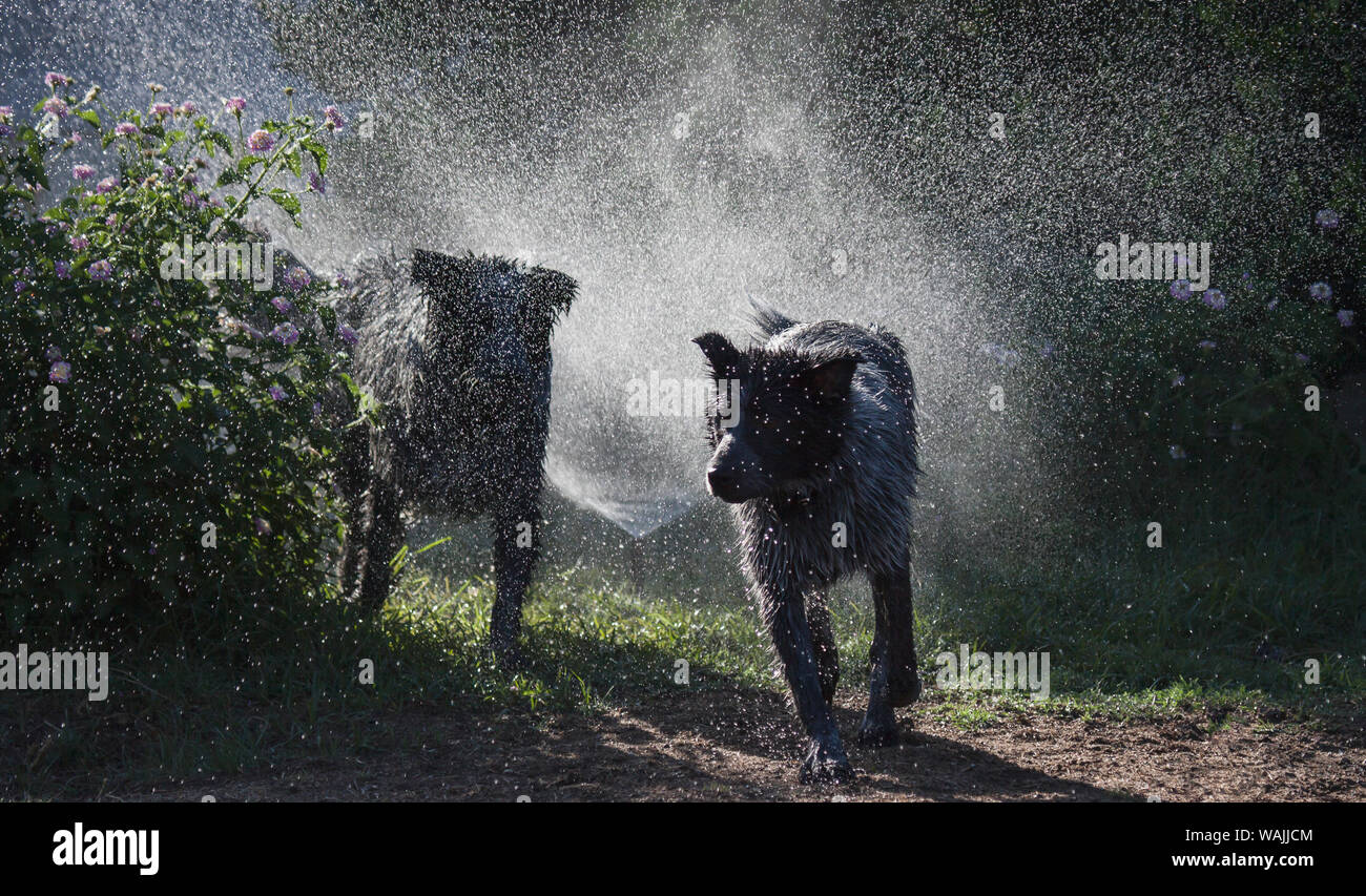 Los perros pastores jugando en el agua. Foto de stock
