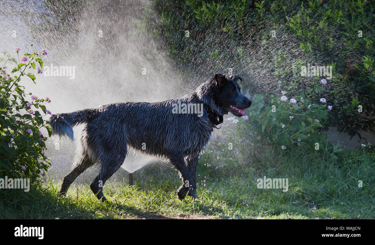 Los perros pastores jugando en el agua. Foto de stock