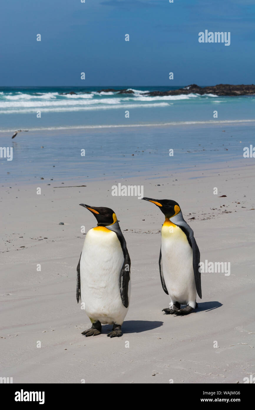 Dos pingüinos rey, Aptenodytes patagónica, el Voluntario Point Beach. Foto de stock