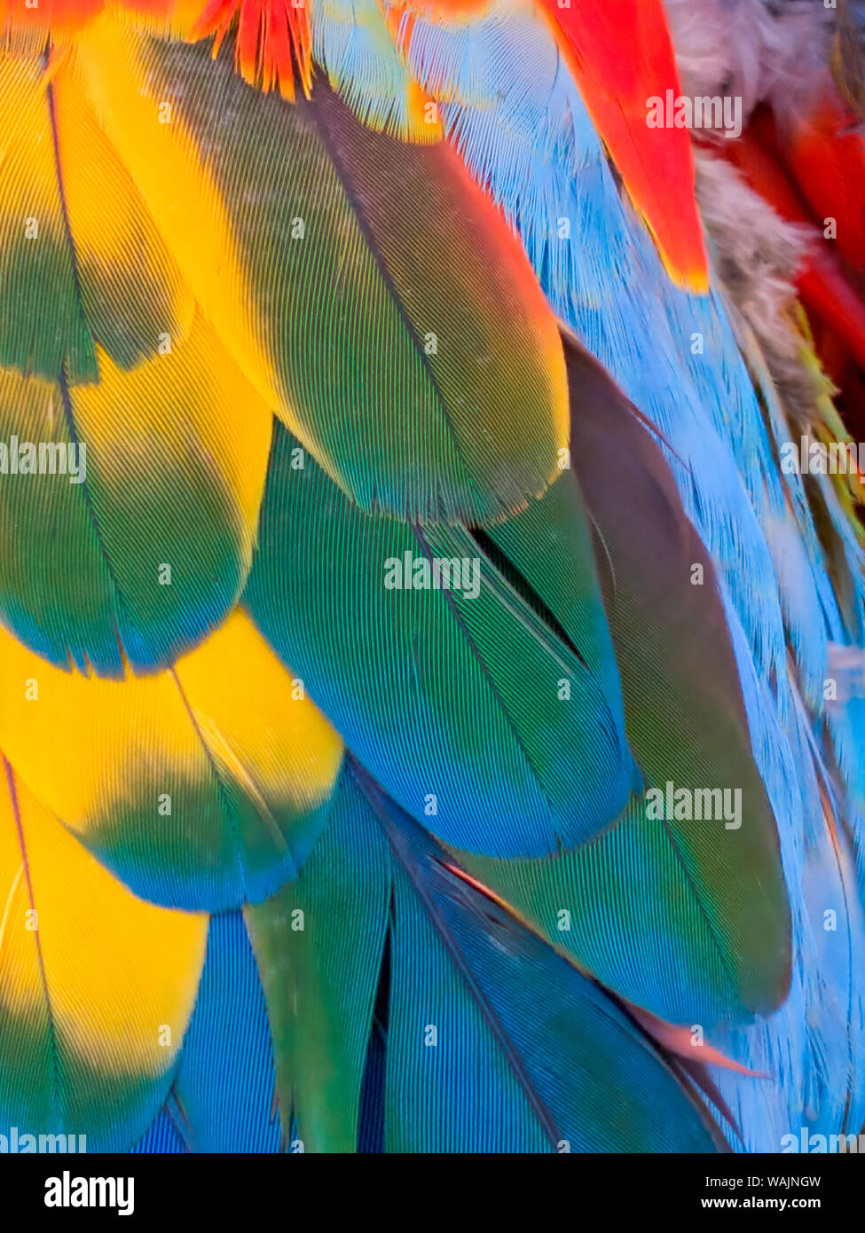 Goodyear, Arizona, EE.UU. Close-up de coloridas plumas de guacamayo. Crédito: Wendy Kaveney Jaynes / Galería / DanitaDelimont.com Foto de stock