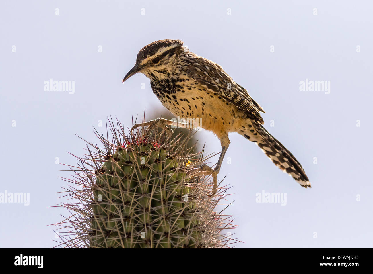 Ee.Uu., Arizona, el Desierto de Sonora. Cactus wren encaramado sobre espinas de cactus. Crédito: Cathy y Gordon Illg Jaynes / Galería / DanitaDelimont.com Foto de stock