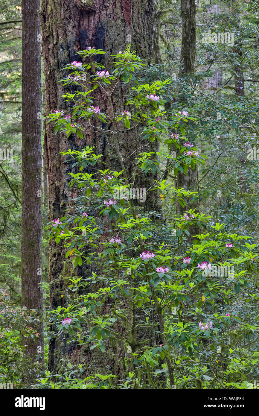 Rododendros en Stout Grove, Jedediah Smith Redwoods State Park, California Norther Foto de stock