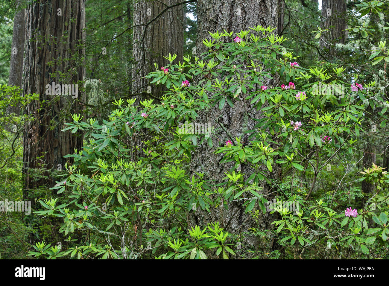 Rododendros en Stout Grove, Jedediah Smith Redwoods State Park, California Norther Foto de stock