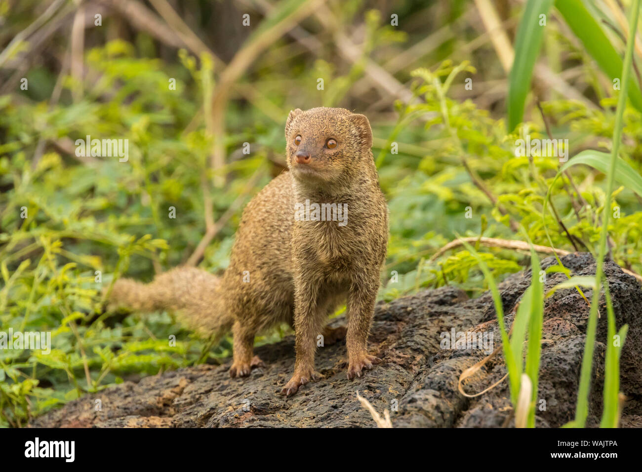 Small Indian Mongoose Fotos E Imagenes De Stock Alamy