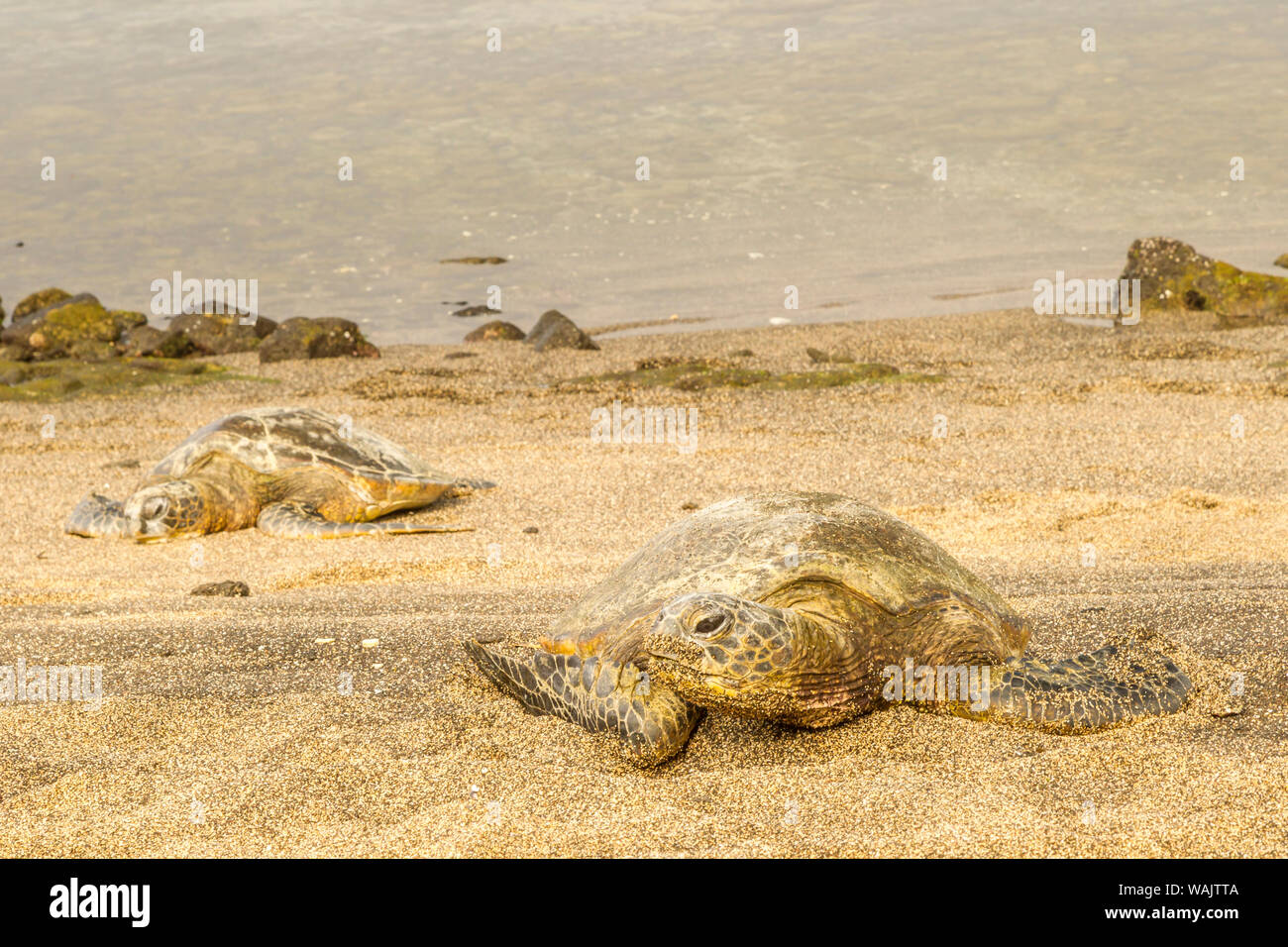 Ee.Uu., Hawai, Honokohau Bay. Las tortugas marinas verdes en la orilla. Crédito: Cathy & Gordon Illg Jaynes / Galería / DanitaDelimont.com Foto de stock