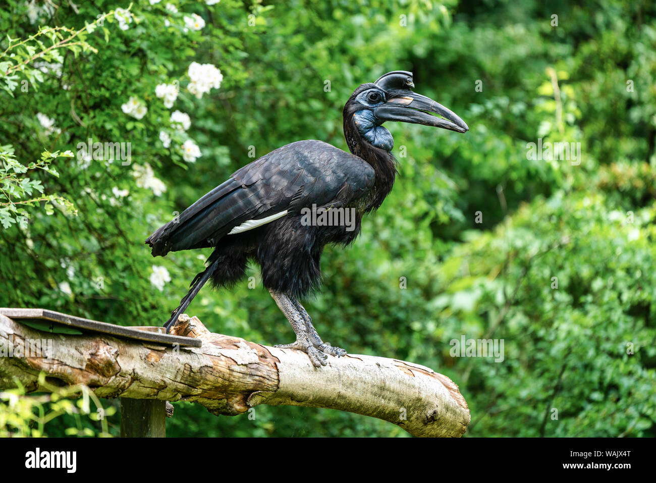Norte abisinio, Bucero Bucorvus abyssinicus tierra extraña ave Foto de stock