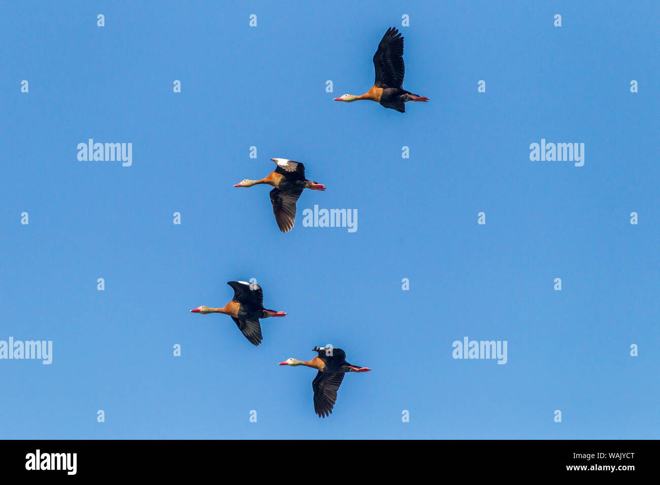 Estados Unidos, Louisiana, el lago Martin. Curva negro silbido patos en vuelo. Crédito: Cathy y Gordon Illg Jaynes / Galería / DanitaDelimont.com Foto de stock