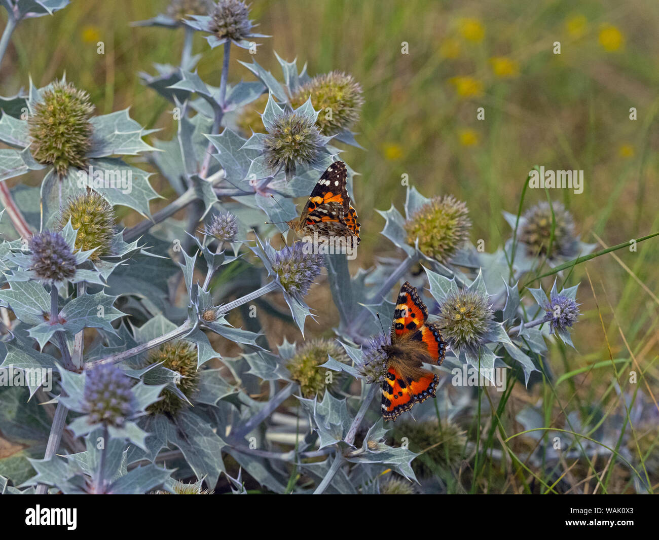 Mar holly Eryngium maritimum y Painted Lady y pequeñas dunas Thornham Tortoiseshell mariposas Norfolk Agosto Foto de stock