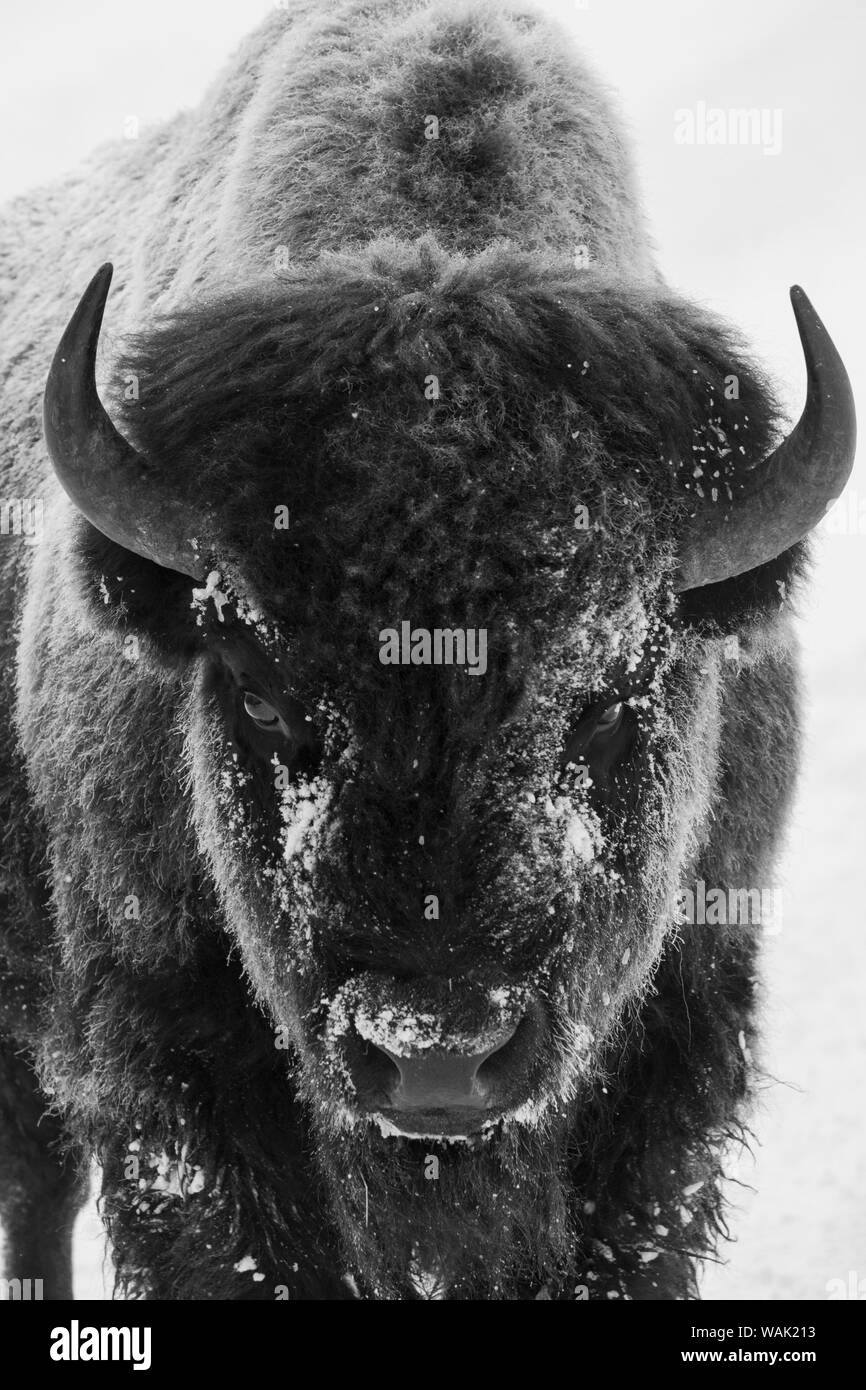 Bison bull frosty mañana Foto de stock