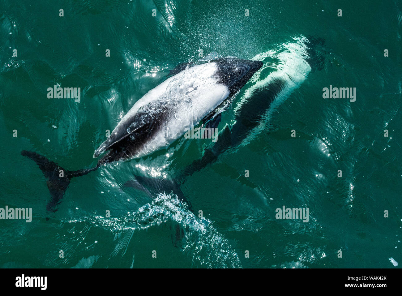 Las Islas Malvinas. Los delfines de Commerson arco Equitación. Foto de stock
