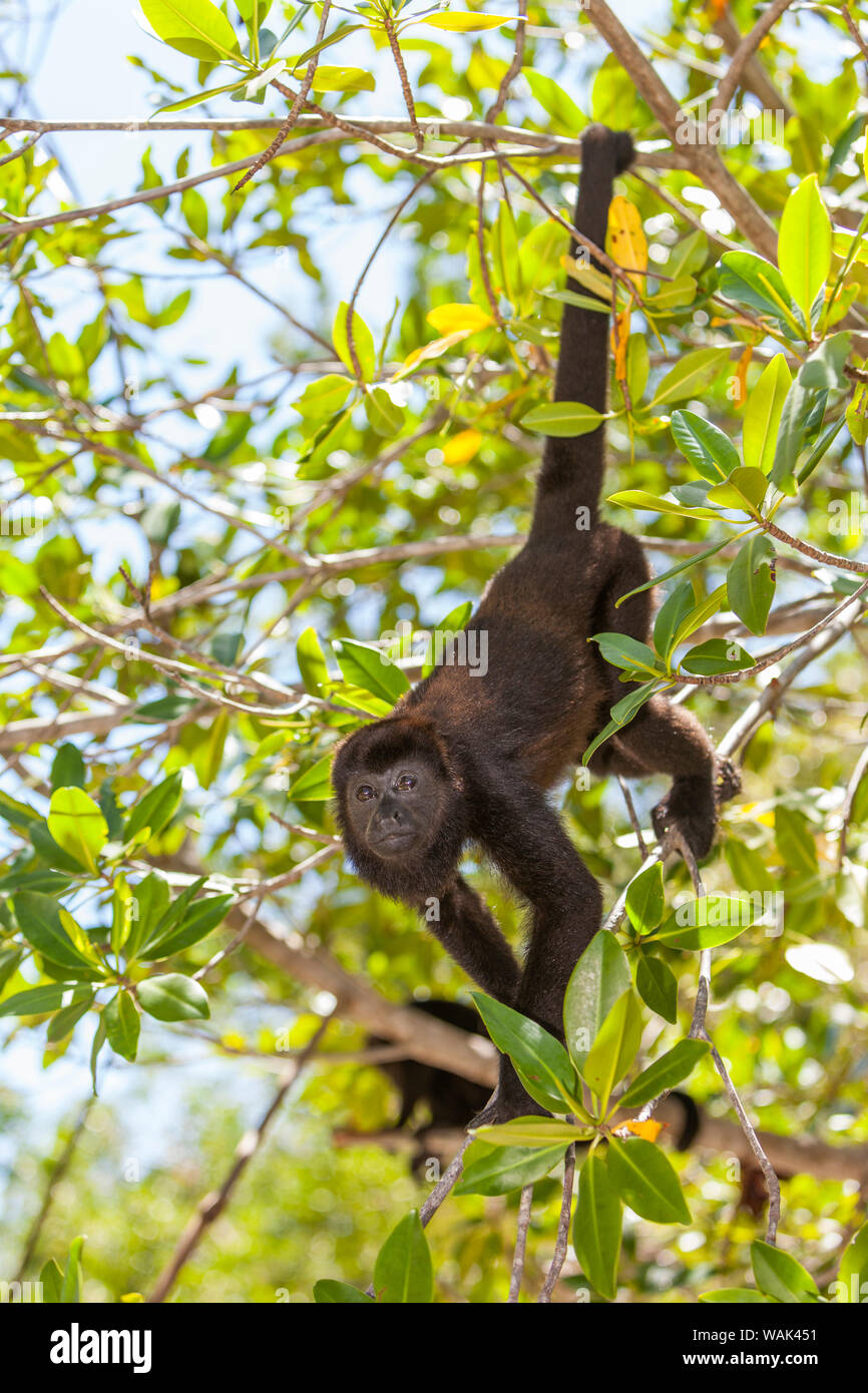 Centroamérica mono aullador (Alouatta palliata), el centro de rehabilitación y forest preserve en clave de mango a través de Coxen Hole, Roatán, Islas de la Bahía, Honduras Foto de stock