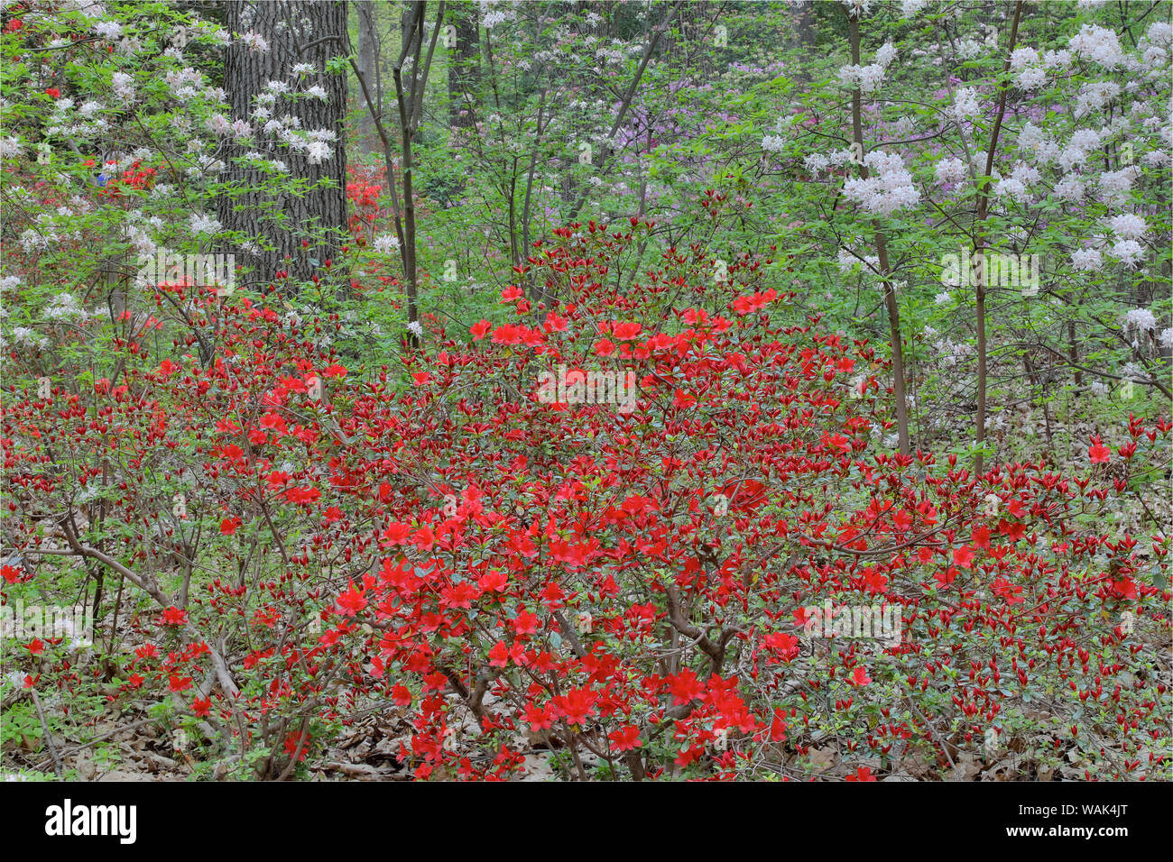 Azaleas en flor, Jenkins Arboretum y jardín, Devon, Pennsylvania. Foto de stock