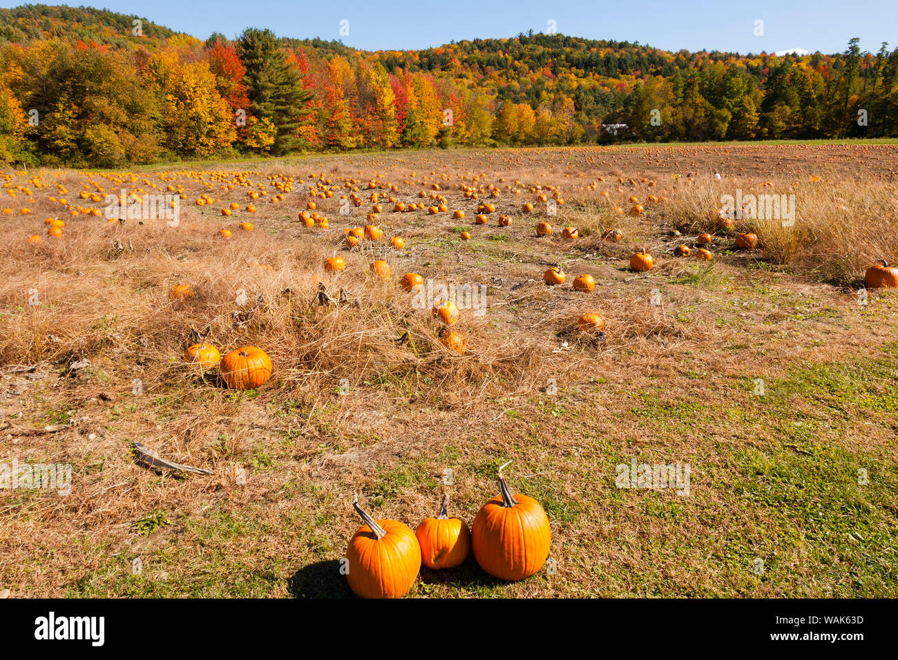 Pumpkin Patch y hojas de otoño en la campiña de Vermont, EE.UU. Foto de stock