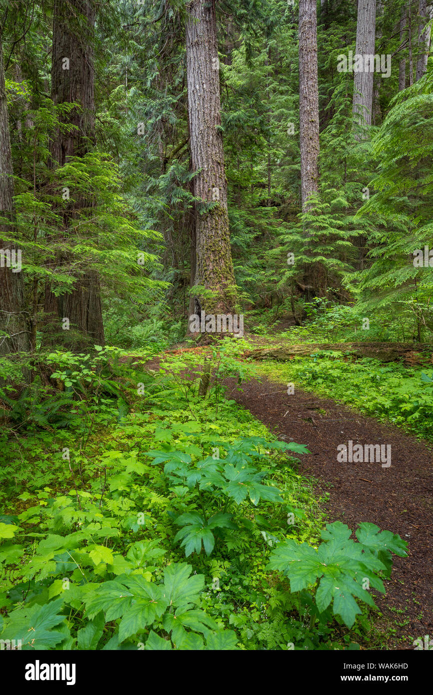 Ee.Uu., Estado de Washington, Olympic National Forest. Scenic con pista forestal. Crédito: Don Paulson Jaynes / Galería / DanitaDelimont.com Foto de stock