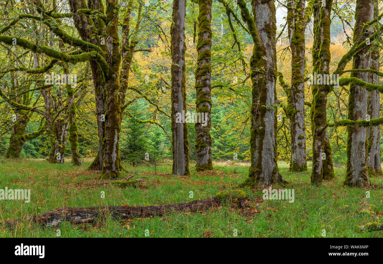 Ee.Uu., Estado de Washington, el Parque Nacional Olímpico. Pintoresco bosque. Crédito: Don Paulson Jaynes / Galería / DanitaDelimont.com Foto de stock