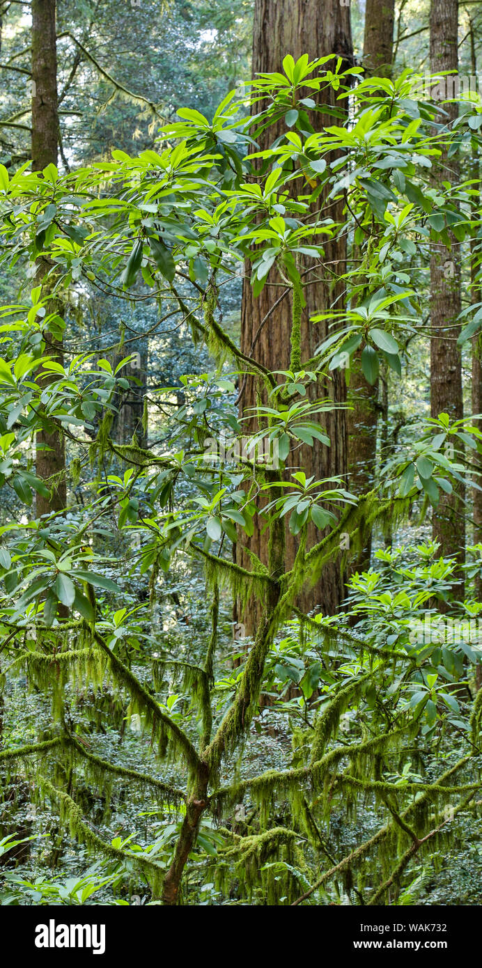 Rododendros en Stout Grove, Jedediah Smith Redwoods State Park, en el norte de California Foto de stock