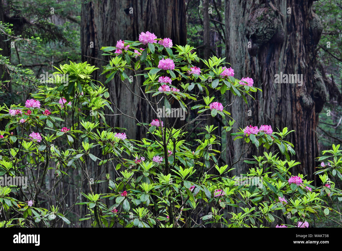 Rododendros en Stout Grove, Jedediah Smith Redwoods State Park, en el norte de California Foto de stock