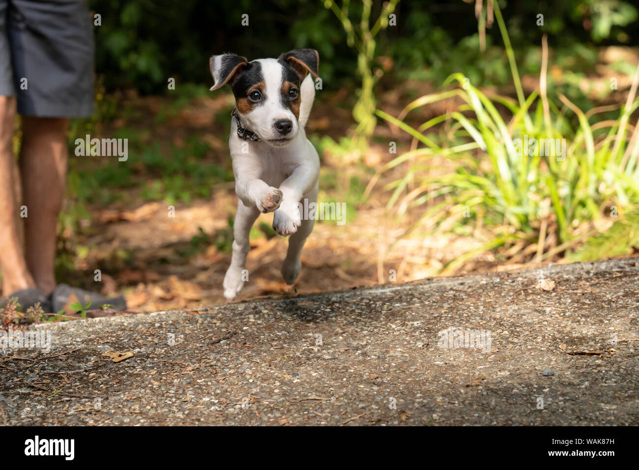 Viejo Jack Russell Fotos E Imagenes De Stock Alamy
