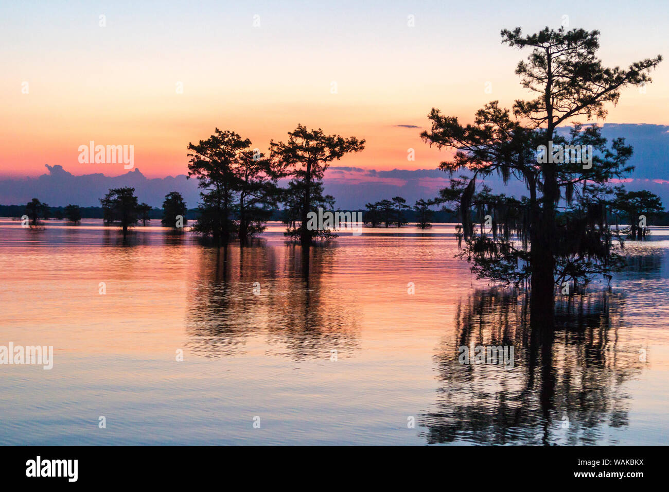 Atchafalaya, Louisiana, EE.UU. National Wildlife Refuge. Amanecer en el pantano. Crédito: Cathy y Gordon Illg Jaynes / Galería / DanitaDelimont.com Foto de stock