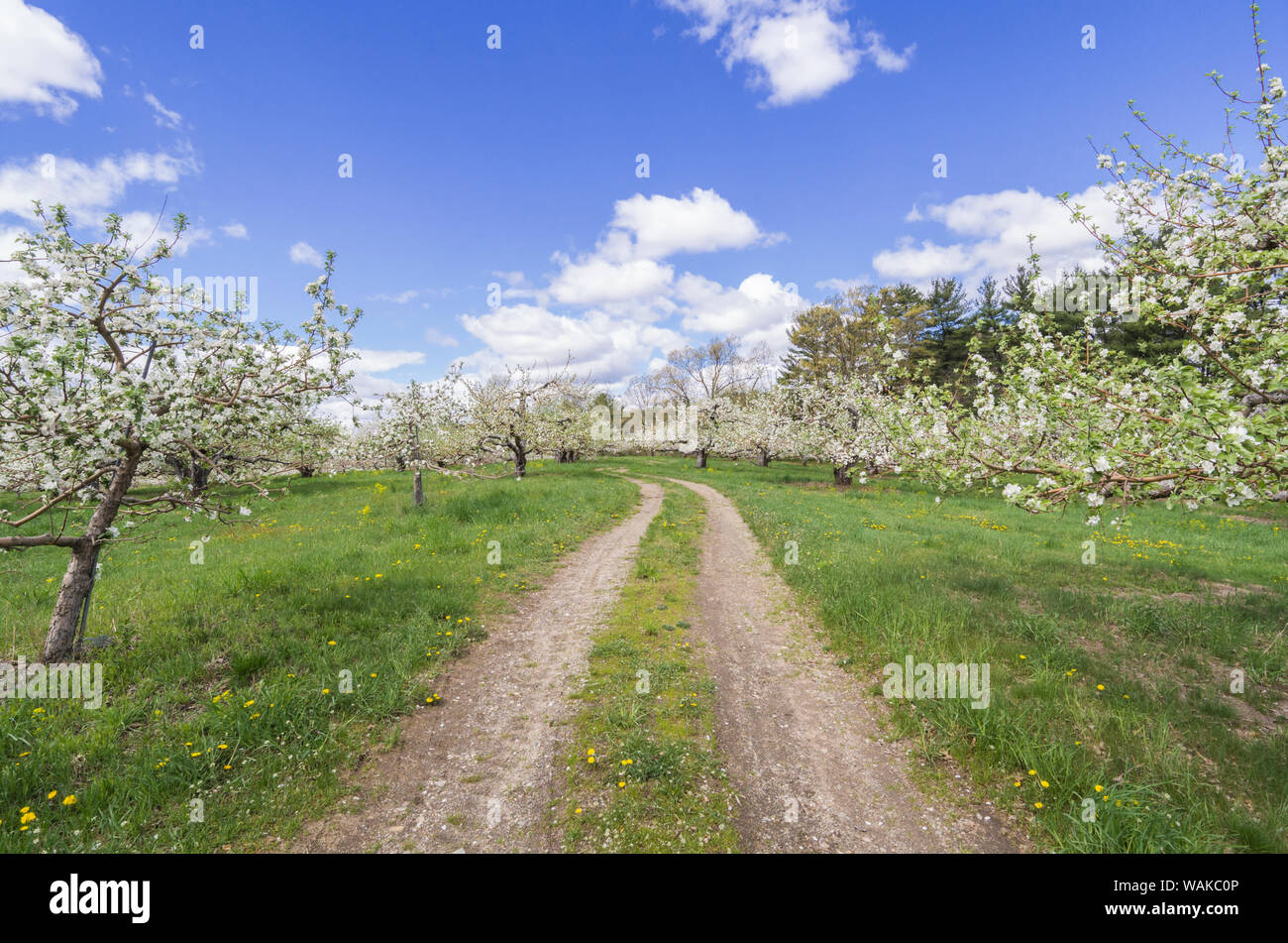 Estados Unidos, Massachusetts, Bolton. Los manzanos en flor Foto de stock