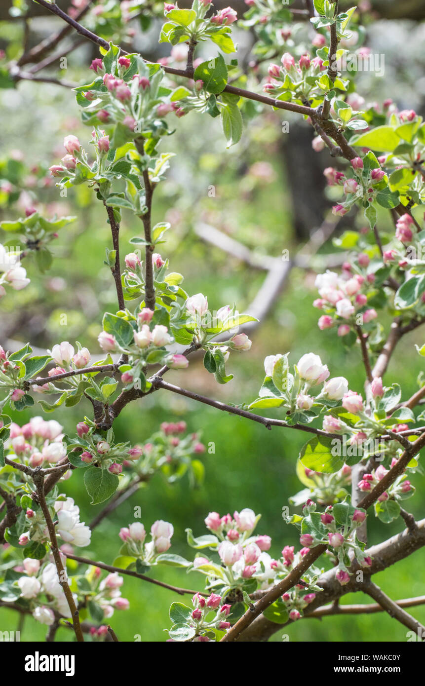 Estados Unidos, Massachusetts, Bolton. Los manzanos en flor Foto de stock
