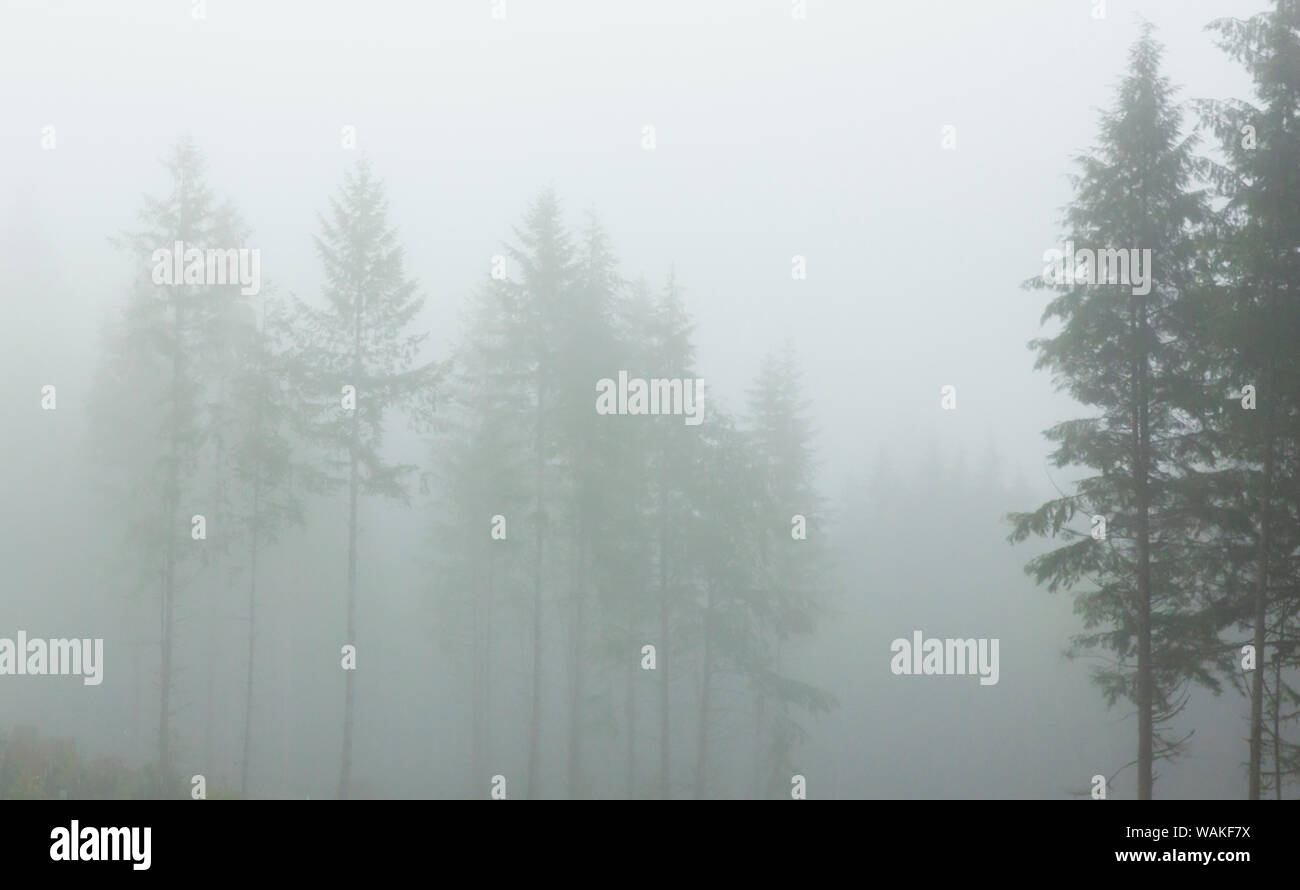 Ee.Uu., Oregon. Los árboles en la niebla matutina. Crédito: Wendy Kaveney Jaynes / Galería / DanitaDelimont.com Foto de stock