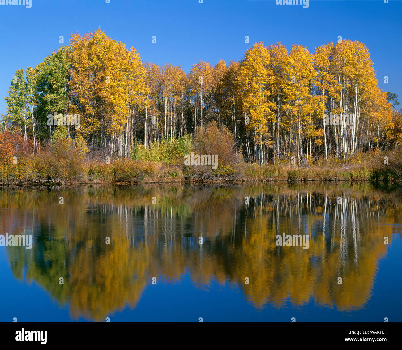 Ee.Uu., Oregon. Deschutes National Forest, colores de otoño el álamo árboles se reflejan en el río de Deschutes. Foto de stock