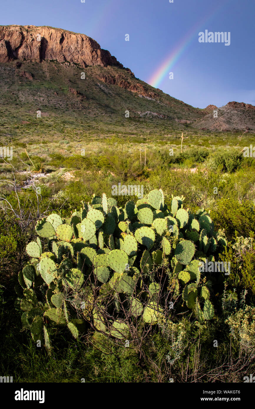 Desierto de Chihuahua. Foto de stock