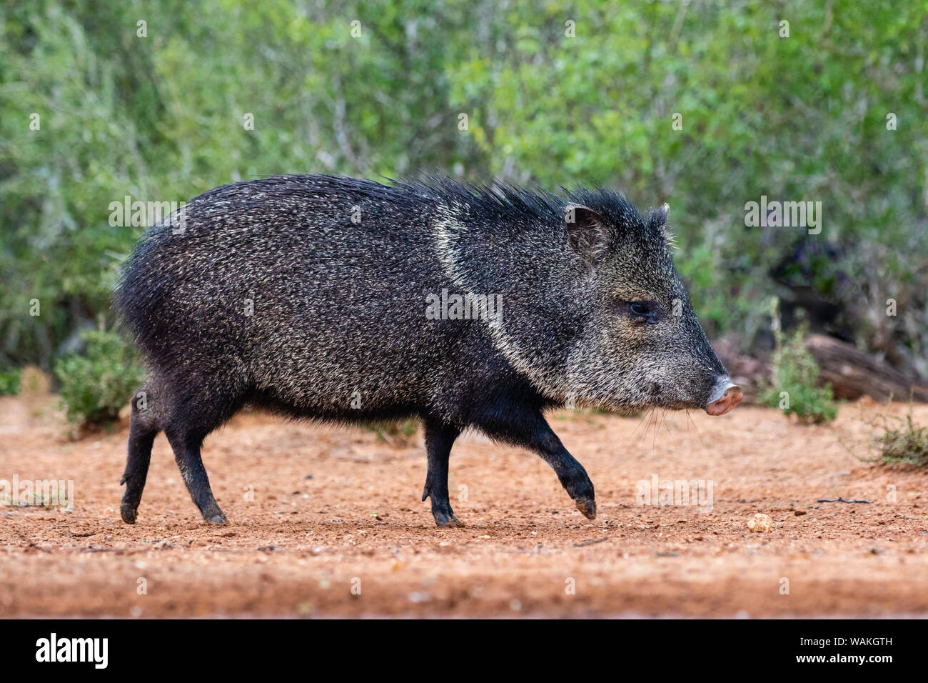 Collared peccary pecari tajacu in fotografías e imágenes de alta resolución  - Alamy