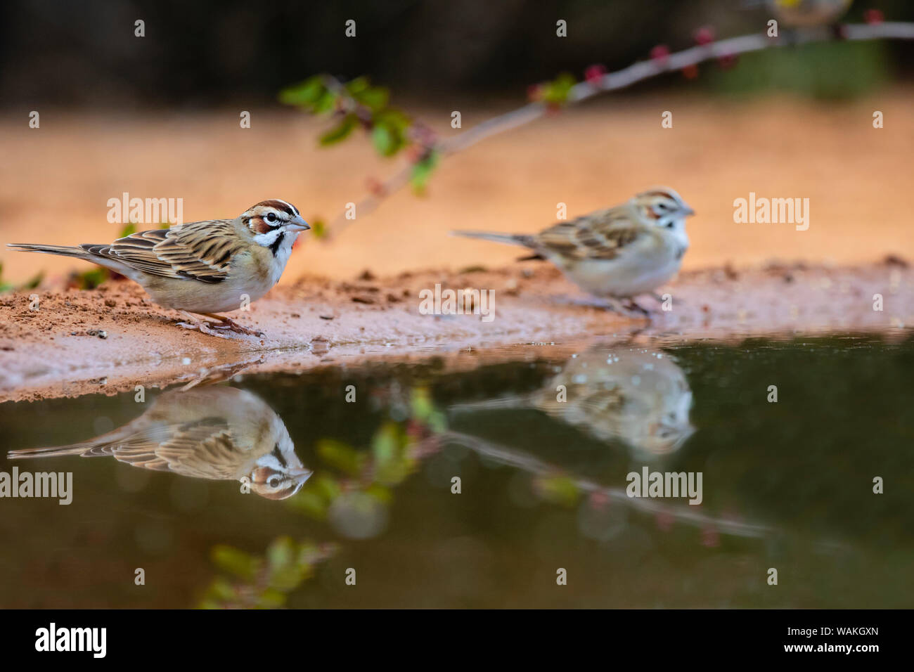 Lark sparrow (Chondestes grammacus) beber. Foto de stock