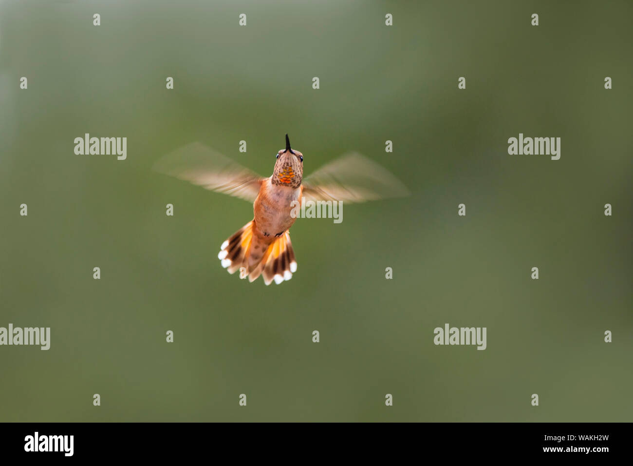 Rufous hummingbird (Selasphorus rufus) volando. Foto de stock