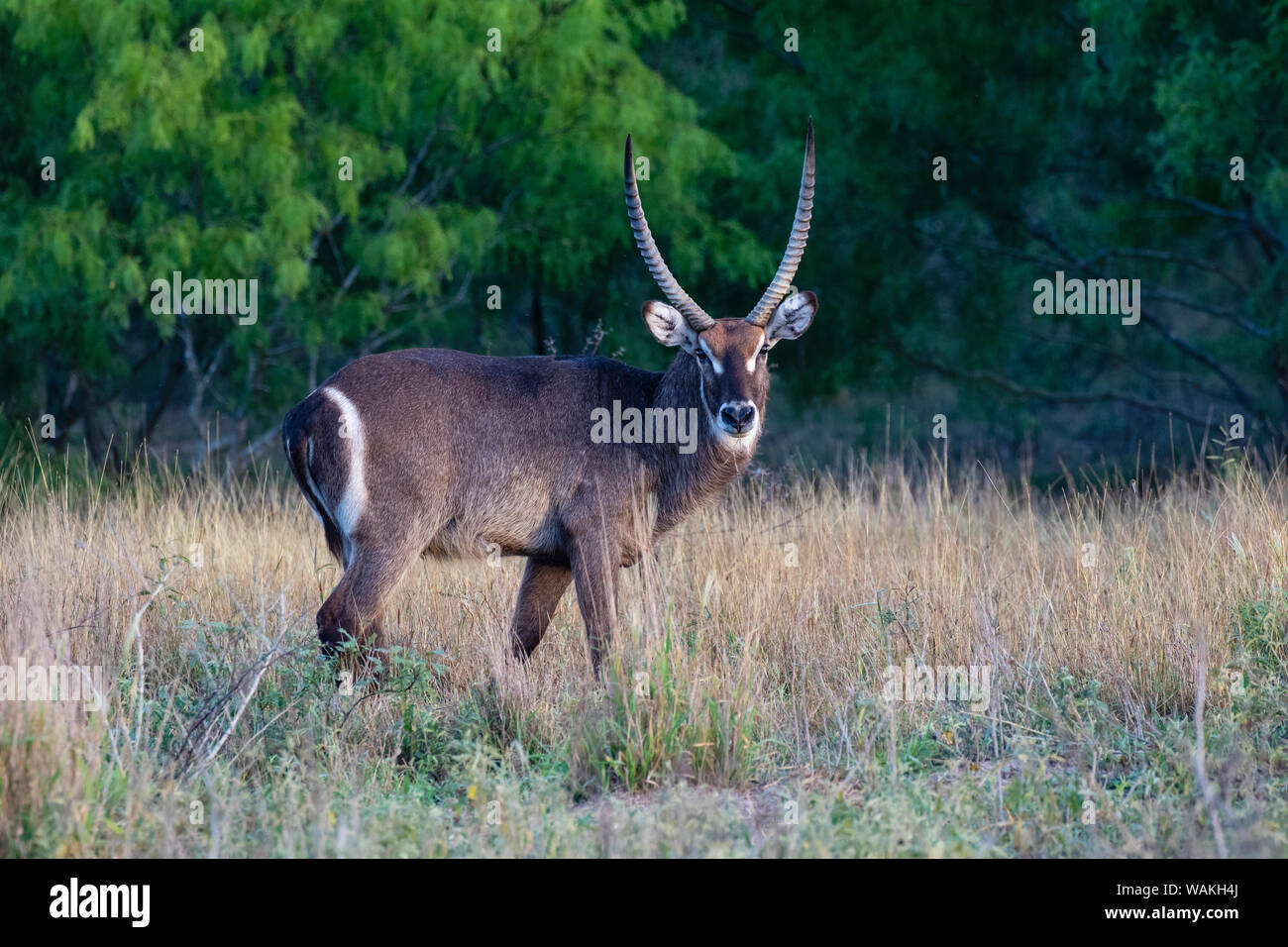Antelope (Kobus ellipsiprymnus) en pastizales. Foto de stock