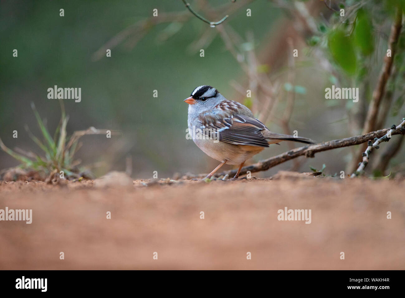 Blanco-coronado sparrow (Zonotrichia leucophrys) forrajeando. Foto de stock