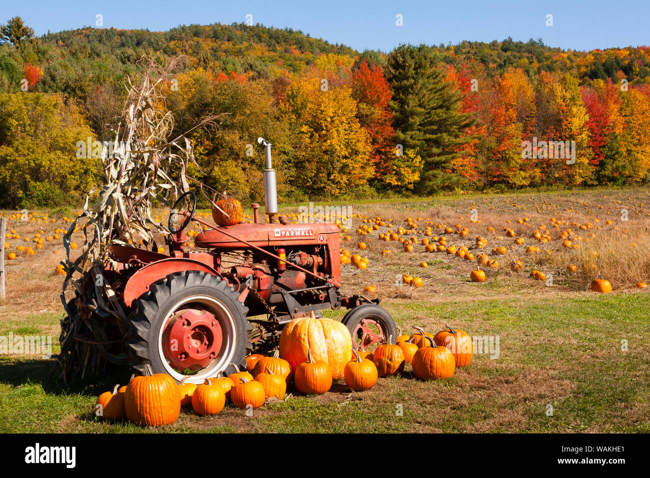 Las calabazas con tractor y hojas de otoño en la campiña de Vermont, EE.UU. Foto de stock
