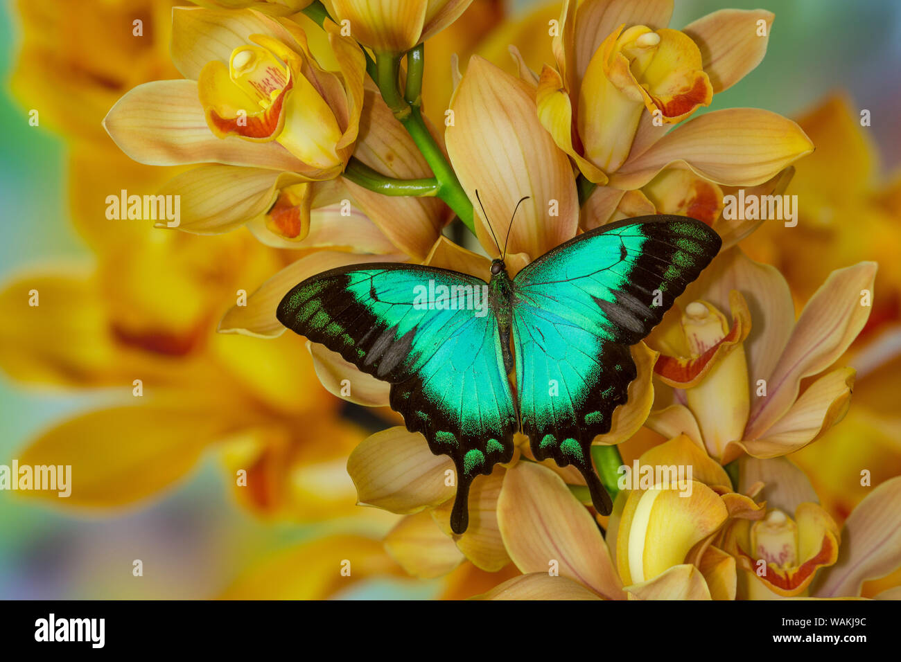 Especie asiática, Papilio larquinianus, mariposas en gran cymbidium Orquídea Dorada Foto de stock