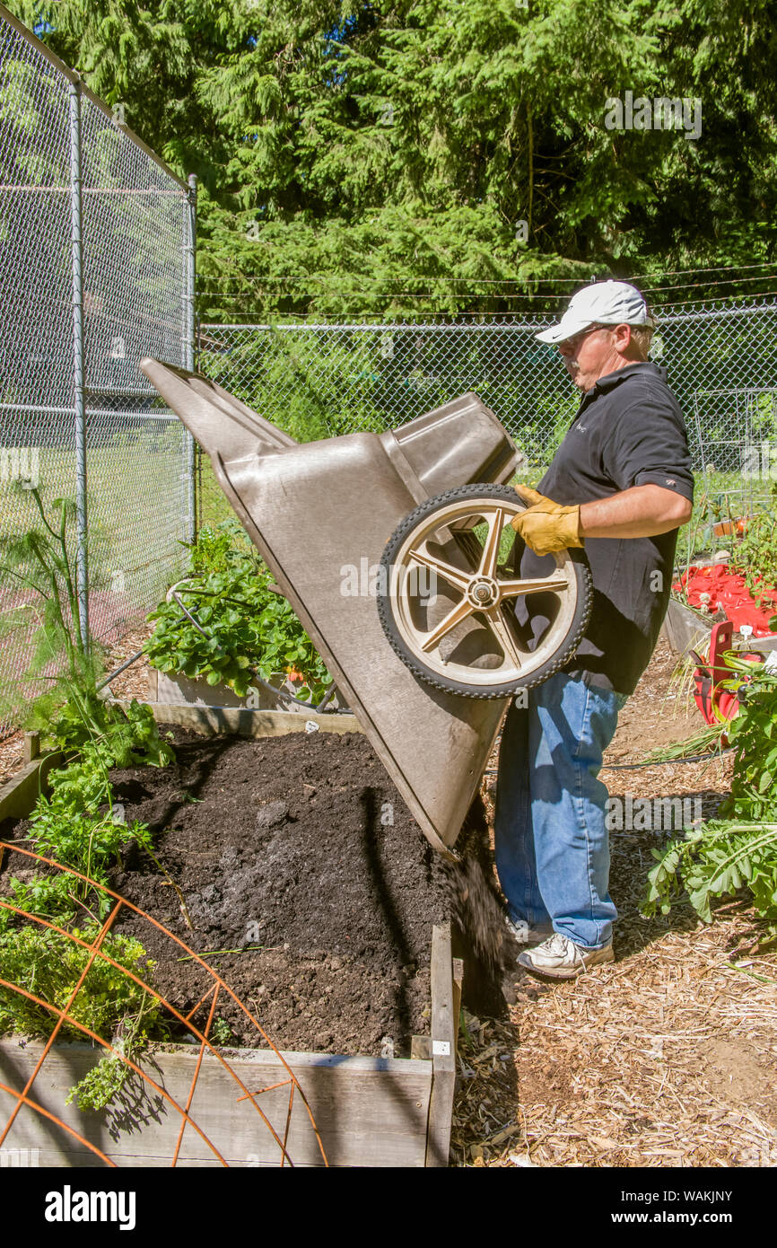 Issaquah, Estado de Washington, EE.UU.. Hombre vaciando la carretilla de mano de compost vegetal levantada en la cama para preparar el suelo para una nueva plantación a finales del verano. (MR, PR) Foto de stock