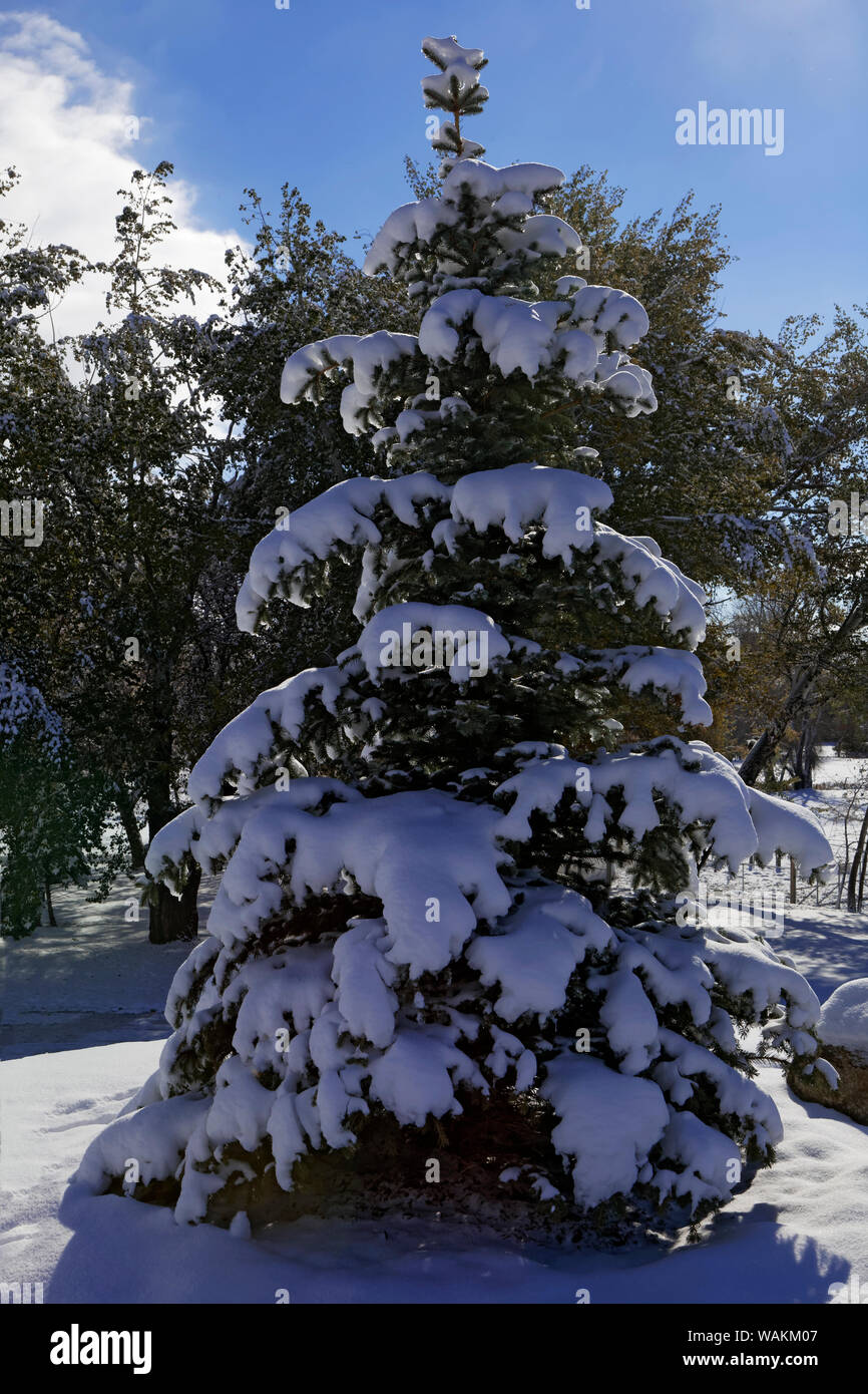 Ee.Uu., Wyoming. Pino cubierto de nieve. El crédito como: Dennis Flaherty / Galería / DanitaDelimont.com Jaynes Foto de stock