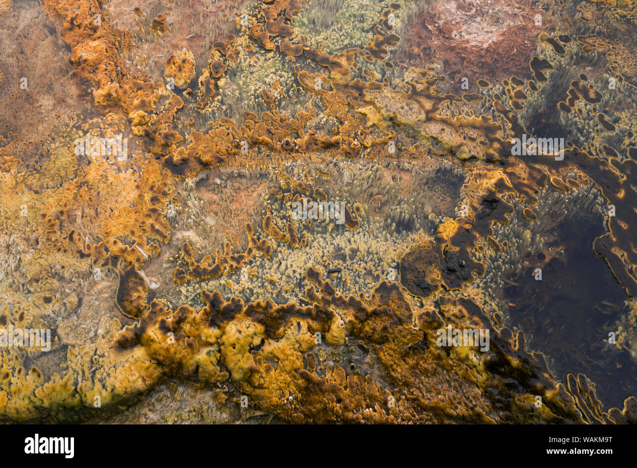Ee.Uu., el Parque Nacional Yellowstone, Wyoming, Cuenca de arena negra. Tapetes microbianos crecen en las cálidas aguas y mostrar diferentes colores y estructuras. Foto de stock
