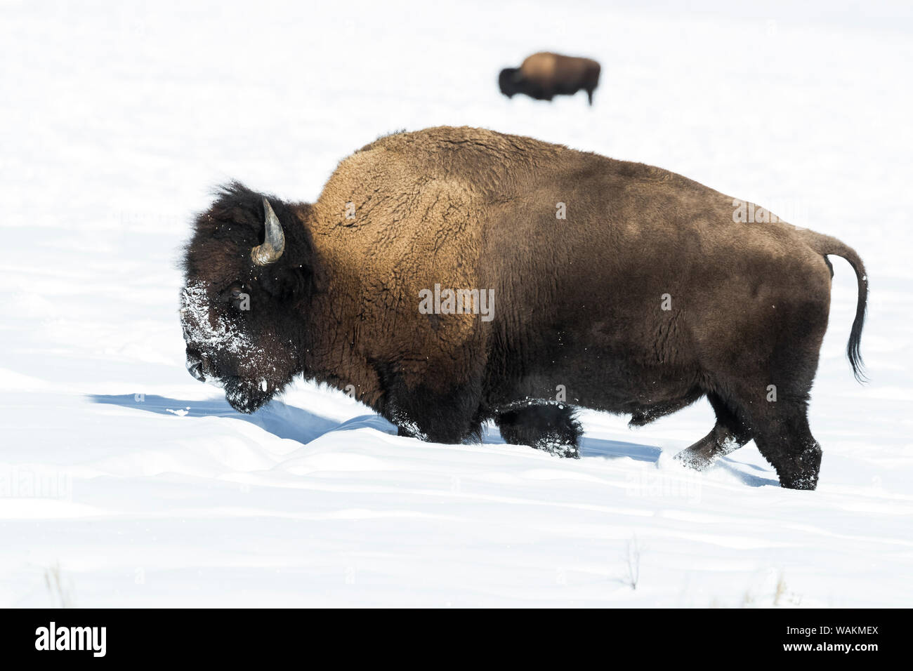 Ee.Uu., el Parque Nacional Yellowstone, Wyoming. Bison moviéndose a través de la profundidad de la nieve. Foto de stock