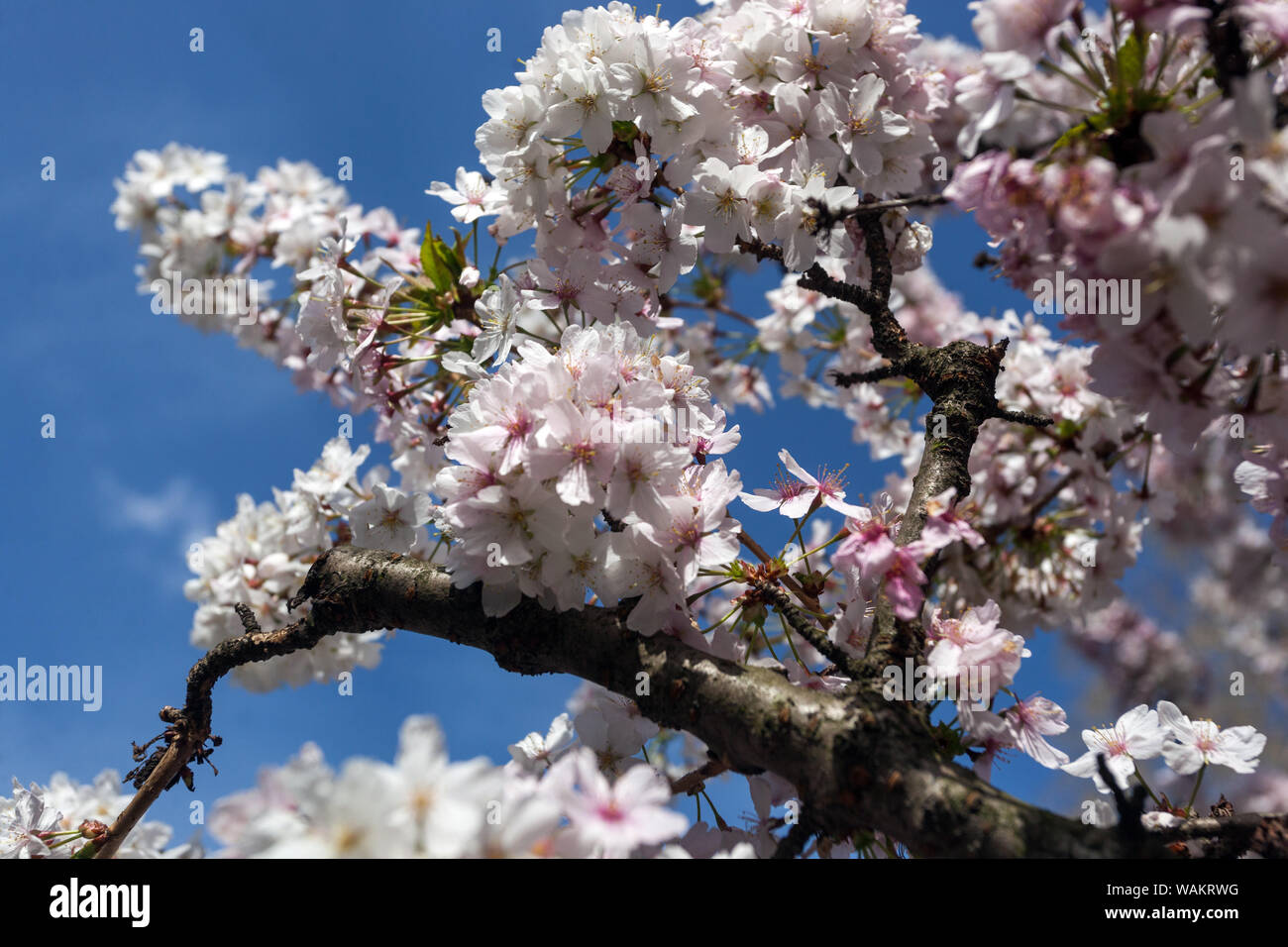 Kurile Cherry 'Brillant', Prunus nipponica var. Kurilensis ramas de flores blancas Foto de stock